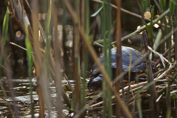 Trachemys scripta